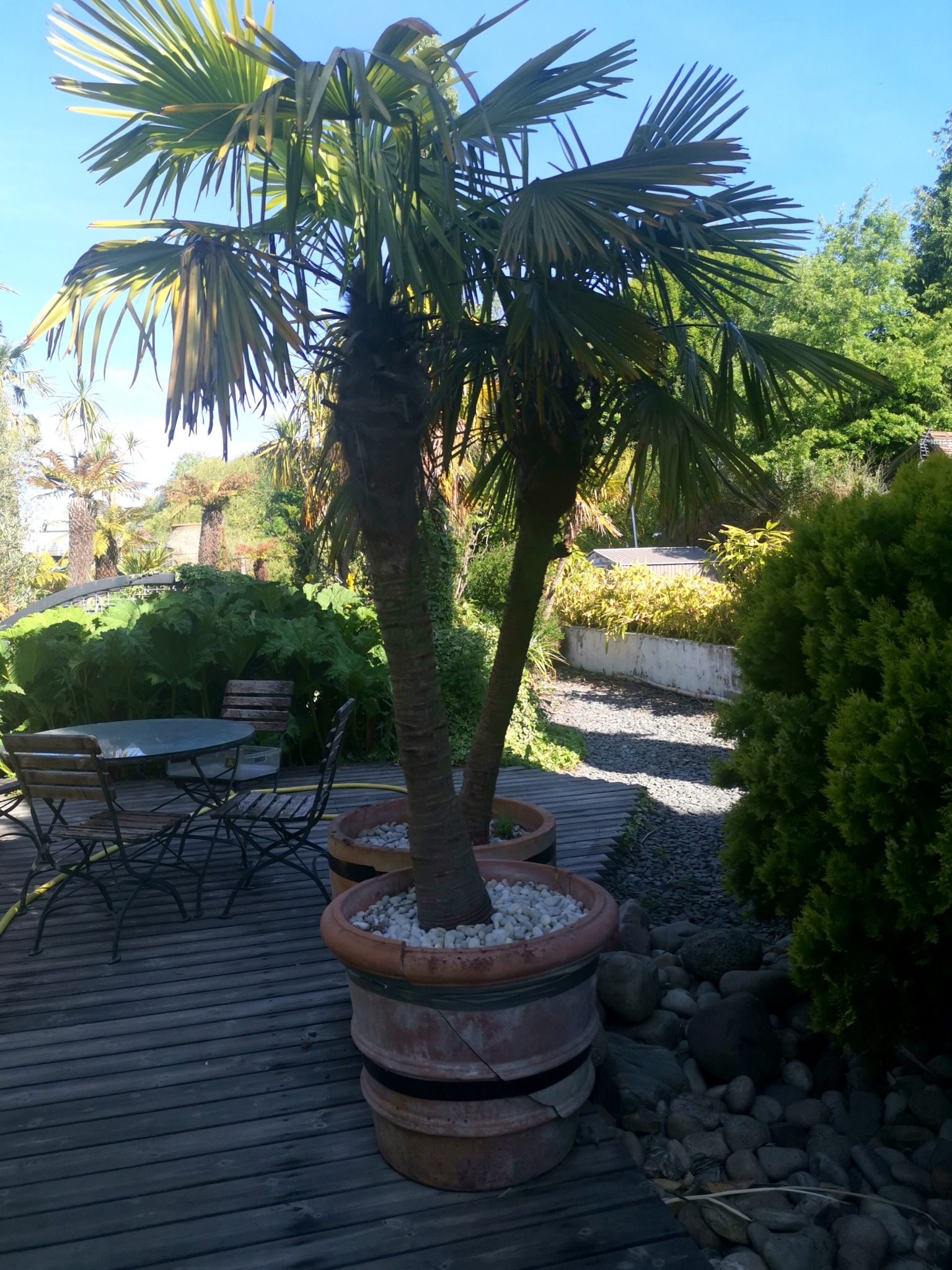 Two Small Palm Trees in Pots The Used Kitchen Company